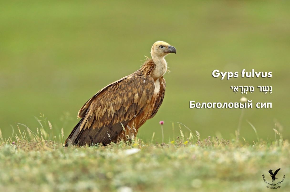 Gyps fulvus Белоголовый сип 209At